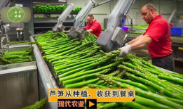 芦笋种植视频,从播种到收获的实用指南